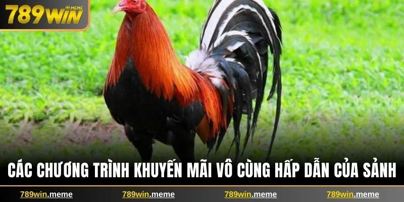 Các chương trình khuyến mãi vô cùng hấp dẫn của sảnh
