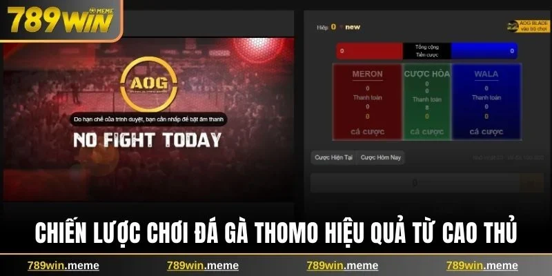 Chiến lược chơi đá gà Thomo hiệu quả từ cao thủ