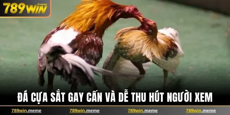 Đá cựa sắt gay cấn và dễ thu hút người xem