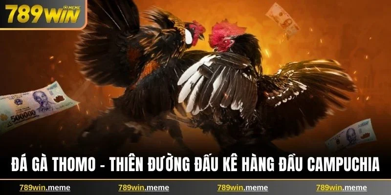 Đá gà Thomo