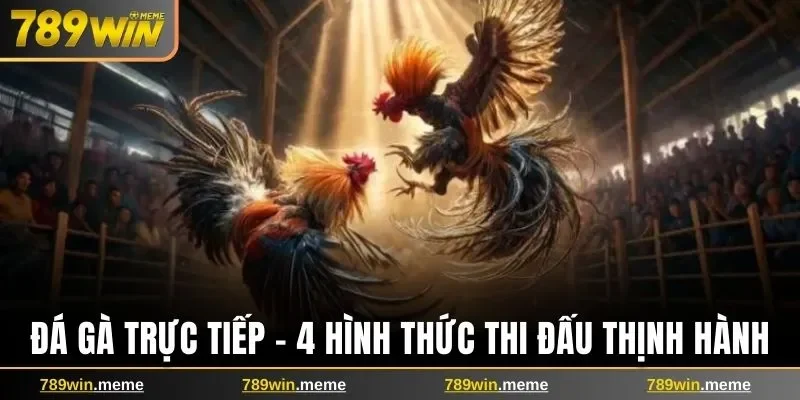 Đá gà trực tiếp