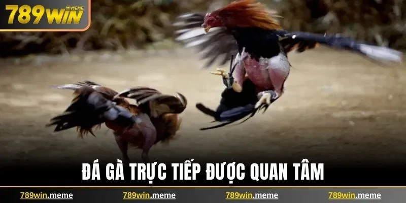Đá gà trực tiếp được quan tâm