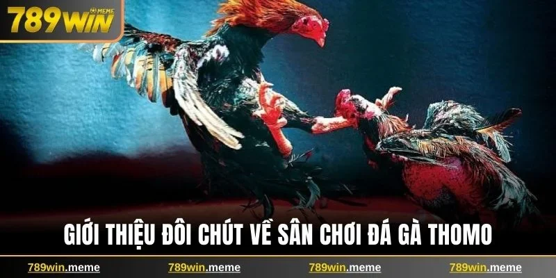 Giới thiệu đôi chút về sân chơi đá gà Thomo