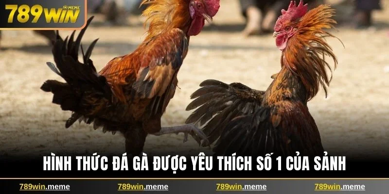 Hình thức đá gà được yêu thích số 1 của sảnh