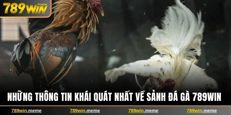 Những thông tin khái quát nhất về sảnh đá gà 789win